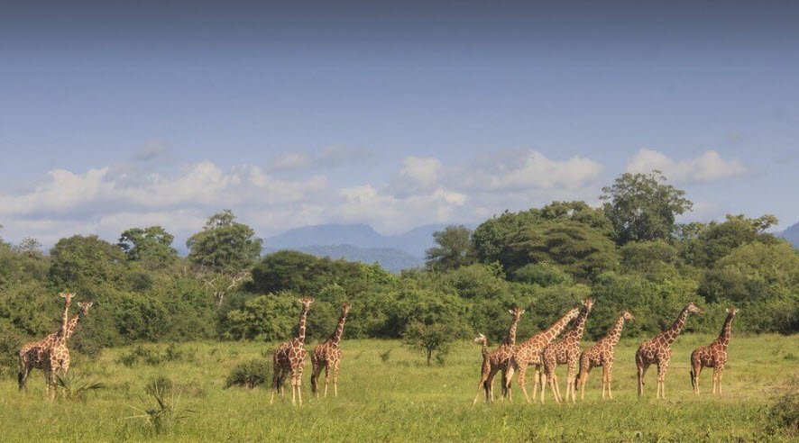 Meru National Park, Meru County, Kenya